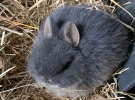Netherland dwarf baby rabbit