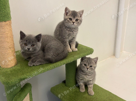 Pedigree British shorthair kittens