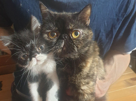 Persian kittens (Limehouse)