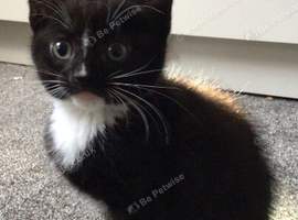 3 Adorable Female Kittens