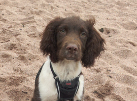 Springer spaniel puppy