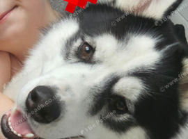 3 year old rare piebald siberian husky