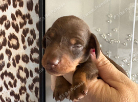 Miniature dashound puppies