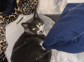 Male cat