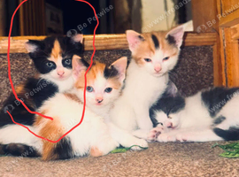 Female kitten