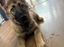 4 month old femal