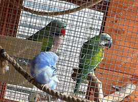 Male and female Moustache Parrots