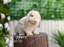 Male Harlequin Mini Lop