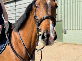 Lovely 5 year old mare