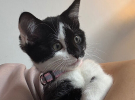 11 week old kitten girl