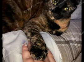 Rosie, lovely 2 year old cat