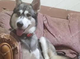 Sadly need to rehome......