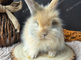 English Angora Babies for Sale