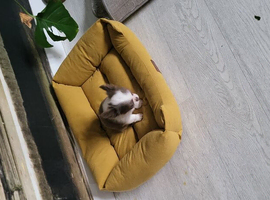 Chihuahua boy long haired