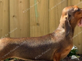 Dachshund mini smooth