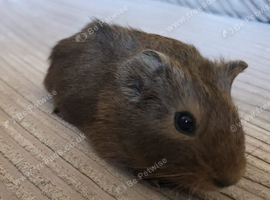 Female guinea pig