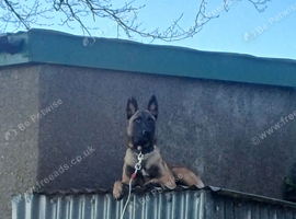 2 belgian shepherd girls