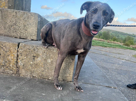 Whippet x bull