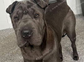 Female shar pei