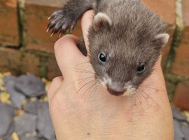 6 week old ferrets available from 20th June