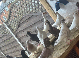 Pigeons
