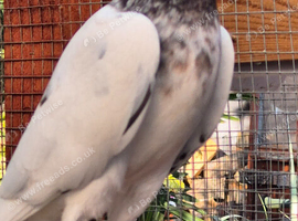 1 cock bird and 1 pair