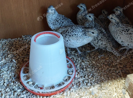 Bobwhite Snowflake breeding pairs
