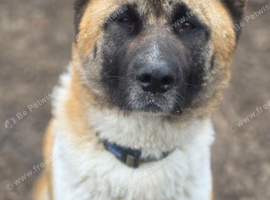 Lexi is looking for a new home