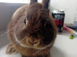 Beautiful chocolate otter boy rabbit