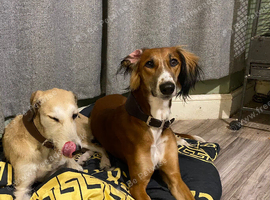 Saluki pups