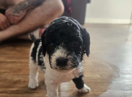 Cavapoo puppies 1 boy left