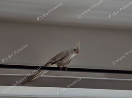 Semi tame female cockatiel