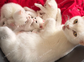 4 white kittens
