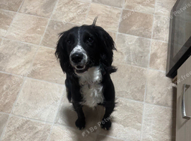Sprocker spaniel pup 10 months old