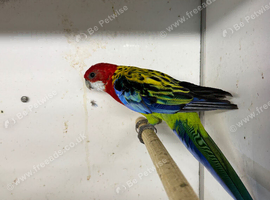 Female golden mantled rosella