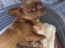 Chihuahua puppies