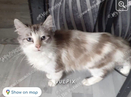 Cat female 4yr