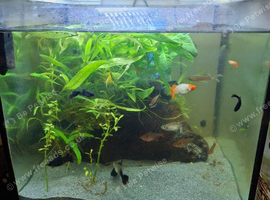 Fish tank with fish complete setup