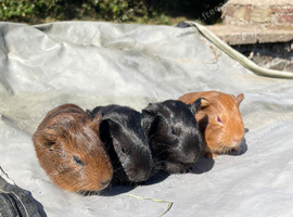 4 baby boars