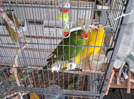 Kakarikis