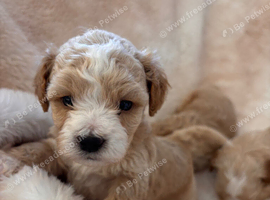 4 outstanding toy shihpoos