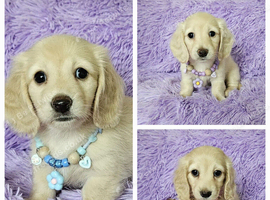 Stunning long haired cream mini dachshunds