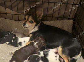 Chihuahua puppies Ready to leave