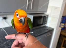 Jenaday conure