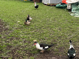 Muscovey ducks