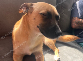 Sandy, 11 months. Female