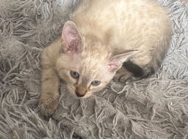 Lovely cute Siamese cross