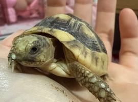 Beautiful tortoise and full set up