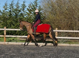 Sad sale of our beautiful girl