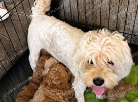 &nbsp;&nbsp;&nbsp;&nbsp; Mini Teddy Bear Cavapoo Puppies &ndash; Ready for Their Forever Homes